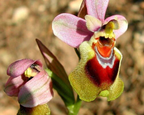 Auf Sardinien gibt es zahlreiche Orchideenarten, von denen einige sogar nur hier vorkommen.