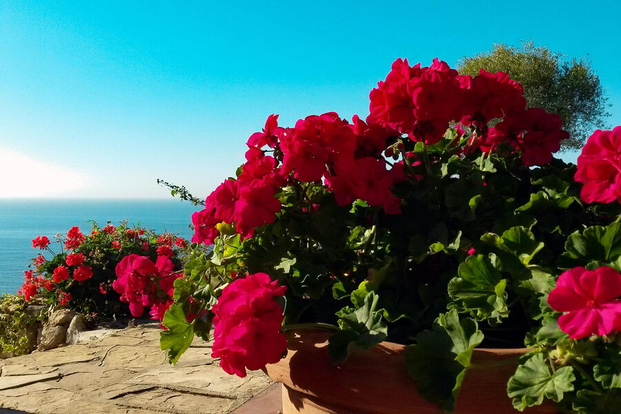 Villa Delfino - Nr. S242