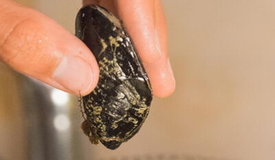 Geöffnete Muscheln nur dann aussortieren, wenn sie auf Daumendruck keine Reaktion zeigen!
