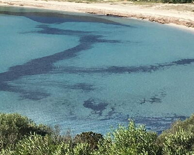 Nido Pira - Nr. S491