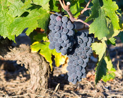 Herbst ist Weinlesezeit, und in diesen Tagen wird auf Sardinien wieder ein Wein geerntet, den man als die Essenz der Insel bezeichnen könnte: der Cannonau.