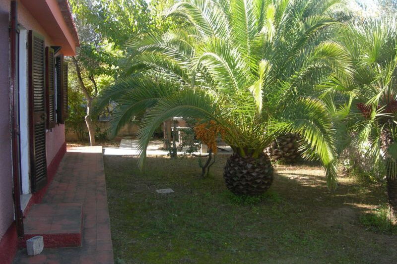 Lauschiger Bungalow am Ortsrand - Nr. 161/1 - Dattelpalme im Garten