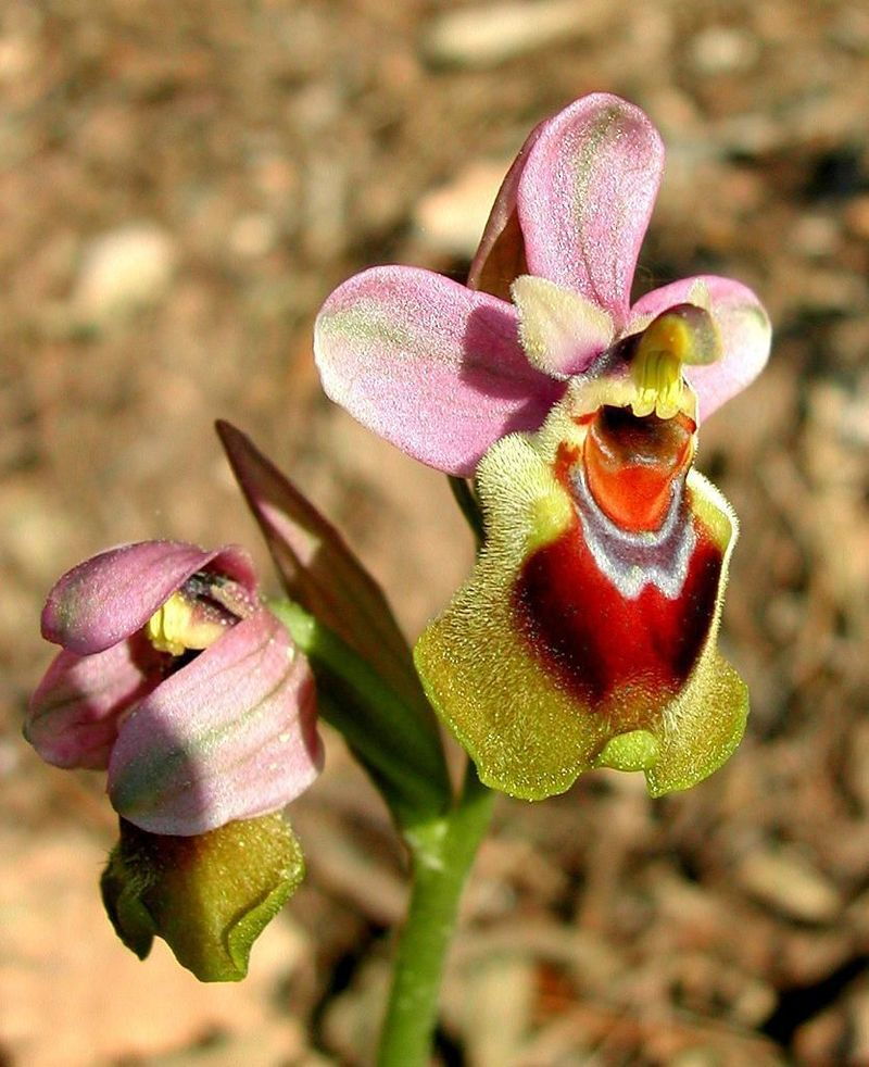 Auf Sardinien gibt es zahlreiche Orchideenarten, von denen einige sogar nur hier vorkommen.