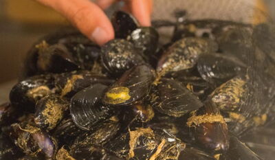 Waschen Sie 1 kg Cozze di Olbia nur kurz unter fließendem Wasser ab.