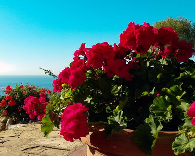 Villa Delfino - Nr. S242